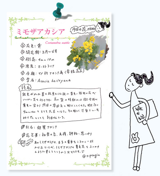 190ミモザアカシア花ＭＥＭＯ.jpg