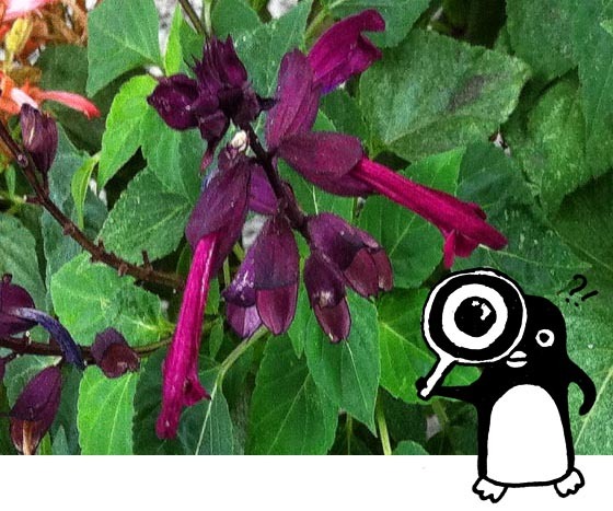 紫色のサルビア01 ペンギン入り - コピー.jpg
